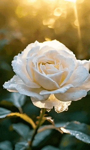 Flower Rose GIF