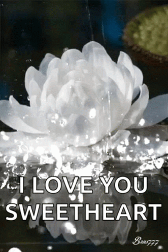 Flower White GIF. This 331 x 498 animated GIF is part of our jennifer white collection. Related themes include flower. Created by PamelaBrothers. View the…