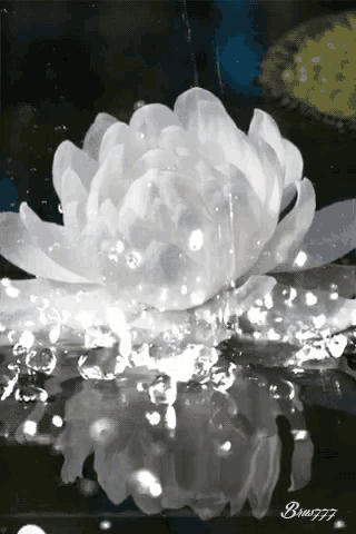 Flower White GIF