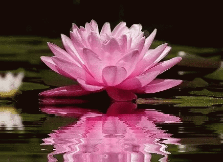 Flower GIF