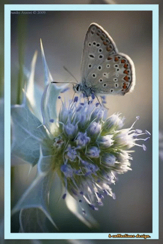 Flowers Beautiful GIF