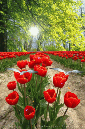 Flowers Birds GIF