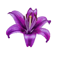 Flowers Sticker