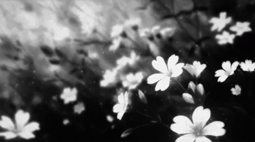 Flowers Black And White Aesthetic GIF