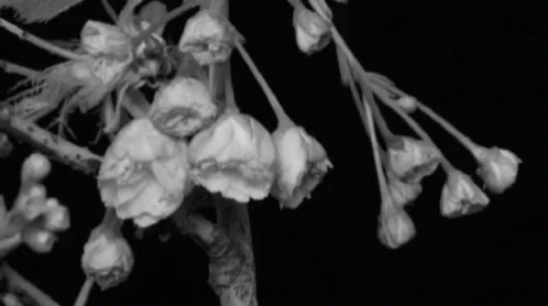 Flowers Blackandwhite GIF