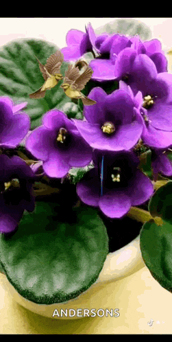 Flowers Bloom GIF