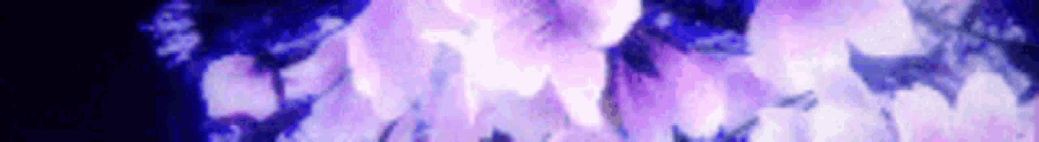Flowers Cherry Blossom GIF