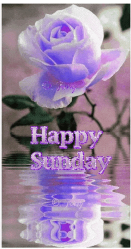 Flowers Good Morning Flowers Meme
