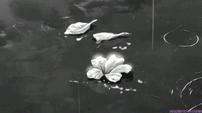 Flowers GIF