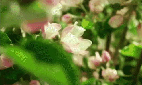 Flowers Life GIF