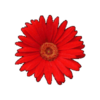 Flowers Sticker