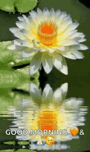 Flowers Rose GIF