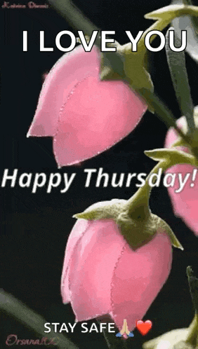 Flowers Tulip GIF
