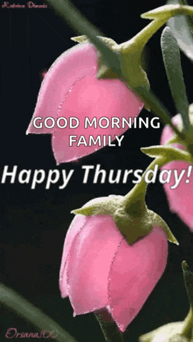Flowers Tulip GIF
