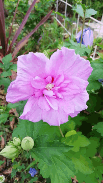Flowers Windy GIF