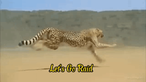 Flut Cheetah GIF
