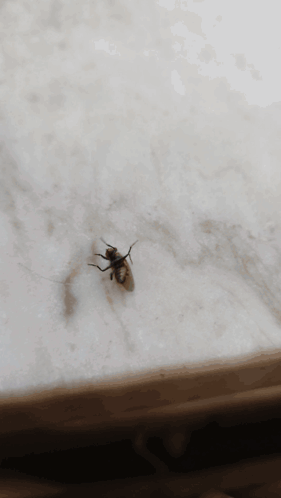 Fly Fly Struggling GIF