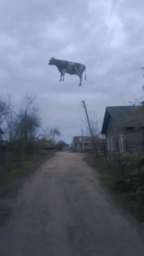 Flying Cow Floating Cow GIF