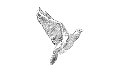 Flying Dove Of Peace GIF
