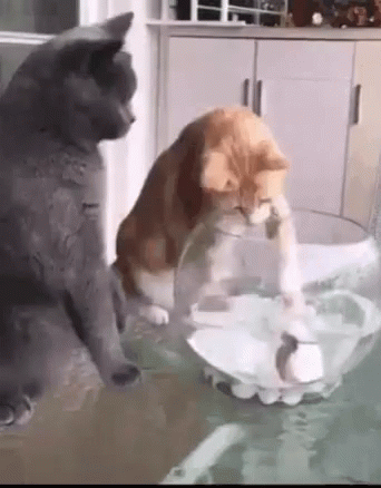 Food Fish GIF