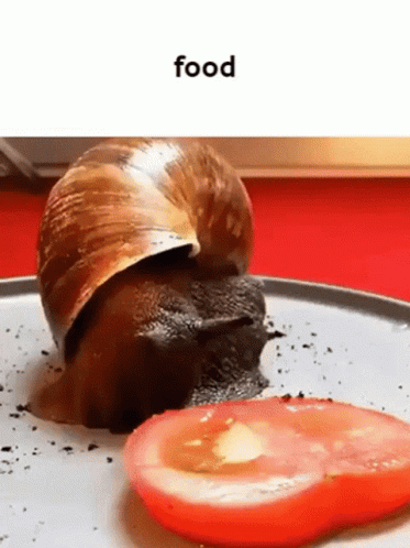 Food Snail GIF