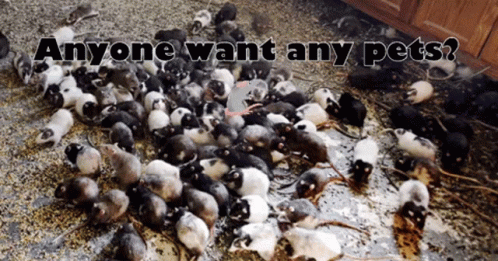 Forestmonkey429 Rats GIF