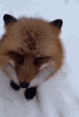Fox Cute GIF