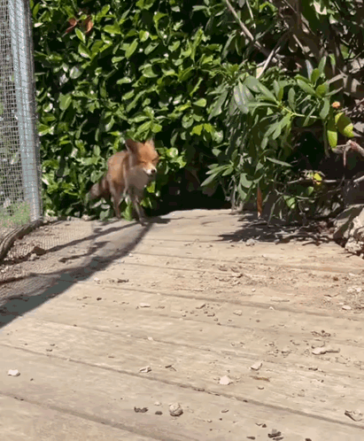 Fox Excited GIF