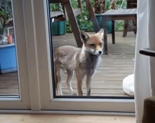 Fox Hi GIF