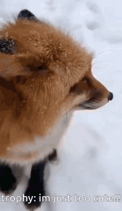 Fox GIF