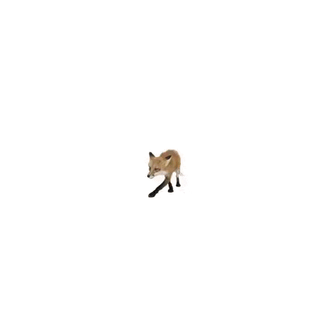 Fox Walking GIF