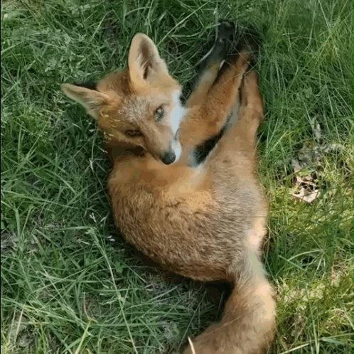 Fox Zorro GIF