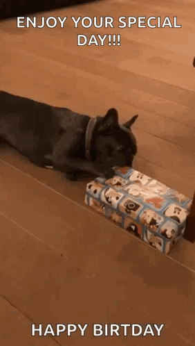 Franse Bulldog GIF. This 282 x 498 animated GIF is part of our happy birthday puppy collection. Related themes include happy, puppy. Created by mbisch. View…