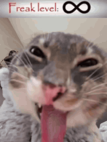 Freak Cat GIF