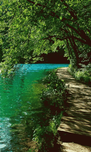 Free Water GIF