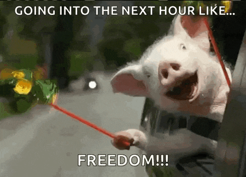 Freedom Roadtrip GIF