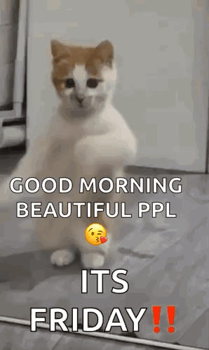 Friday Cat GIF
