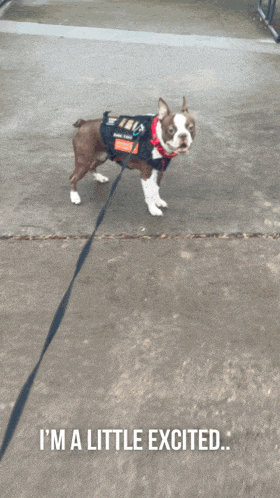 Friday Feeling Boston Terrier GIF