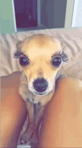 Friday Feeling Dog GIF