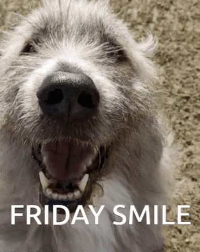 Friday Smile Friday GIF