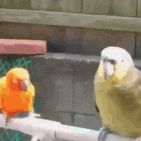 Friend Bird GIF