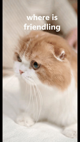 Friendling Where Is Friendling GIF