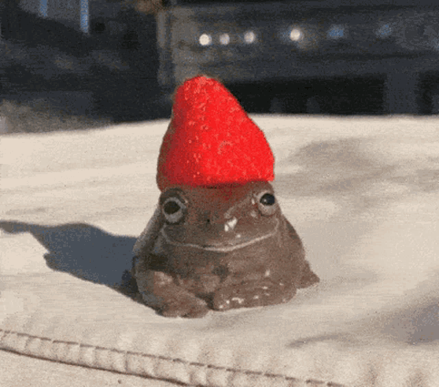 Frog Cute GIF
