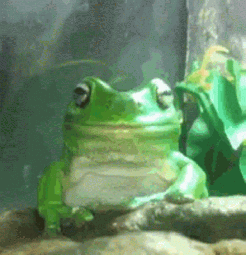 Frog Discord GIF. This 482 x 498 animated GIF is part of our mlg rainbow frog collection. Related themes include discord, frog. Created by froglovers. View…
