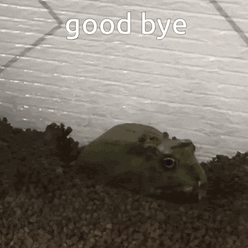 Frog Goodbye GIF