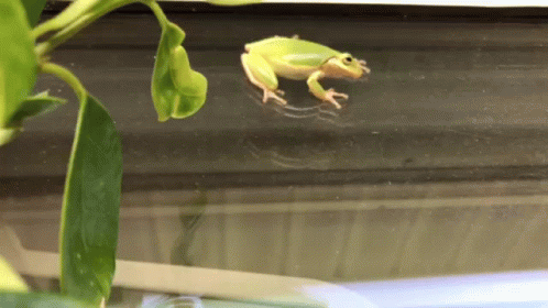 Frog Green Frog GIF. This 498 x 280 animated GIF is part of our mlg rainbow frog collection. Related themes include frog. Created by LanaSmart. View the…