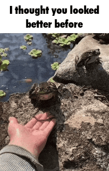 Frog Hop GIF