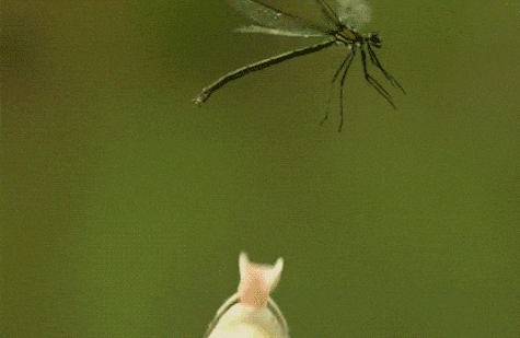 Frog Jump Frog Miss GIF