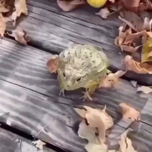 Frog Lebingus GIF. This 498 x 498 animated GIF is part of our mlg rainbow frog collection. Created by lebingus2. View the original animation, share it, or…
