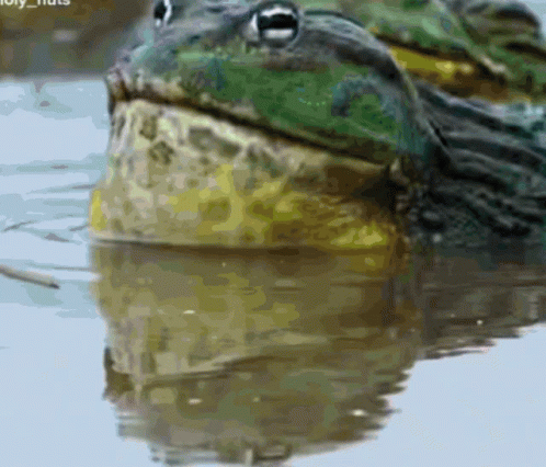 Frog GIF. This 498 x 426 animated GIF is part of our mlg rainbow frog collection. Related themes include frog. Created by fisheo. View the original…